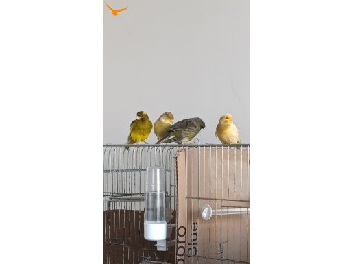 Mecbur kaldığım için satılık 