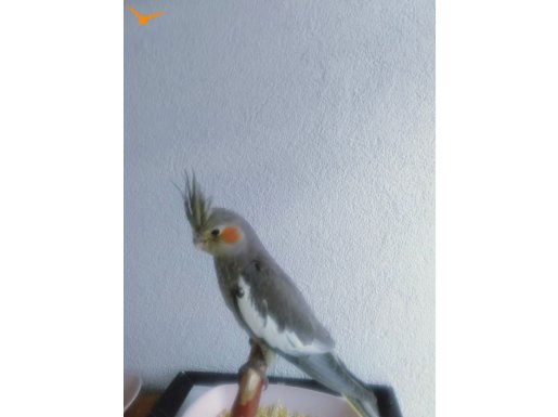 Yavru sultan papağanı 