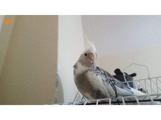 NADİR MUTASYON (WHITEFACE PIED) UYSAL & SAĞLIKLI