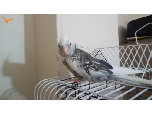 NADİR MUTASYON (Whiteface Pied) - ACİL