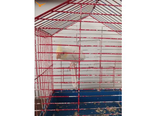 Albino cinso erkek çok guzel melodi şeklinde ötüyo