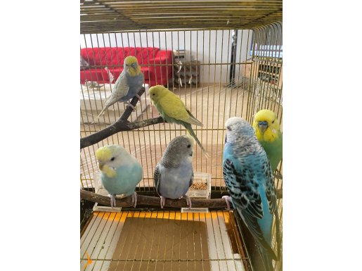 ÇİFT MUHABBET + 4 YAVRUSU YENİ YUVASINI BEKLİYOR!!