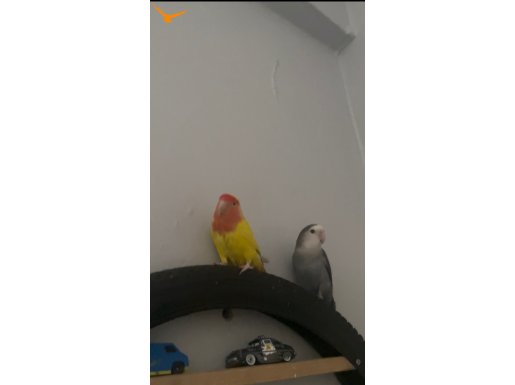 Eş sevda papağanı 