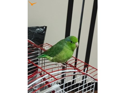 4 aylık forpus papağan 