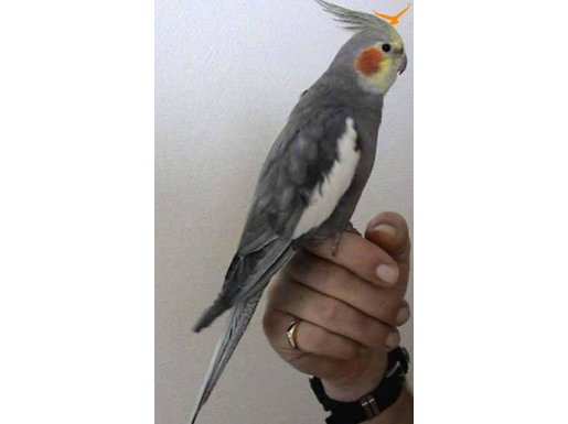 Sultan papağanı tek ve çift