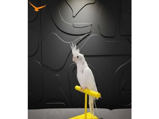 Yeme Düşmüş Sultan Papağanı Yavrular 