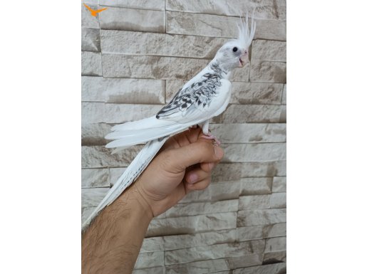 Yeme Düşmüş Yavru Sultan Papağanı 