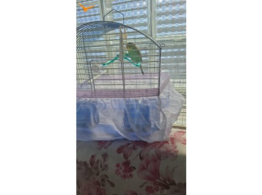 2 aylık erkek yavru