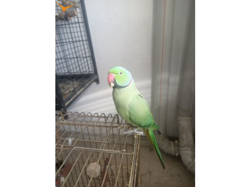 Full evcilik Pakistan papağanı konuşabilen