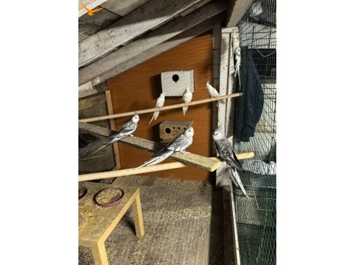 Toptan sahiplendirilicek