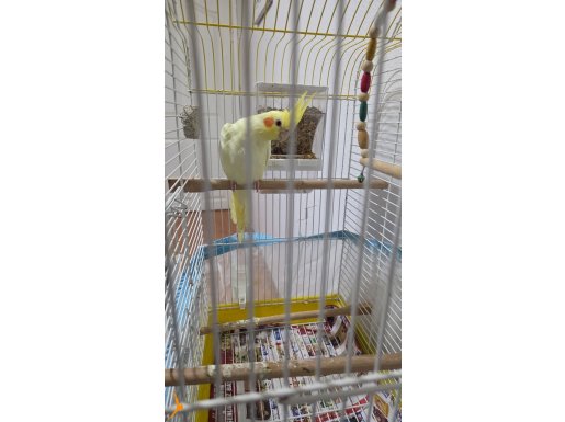 6 aylık yavru erkek