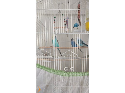 3 adet muhabbet kuşu 