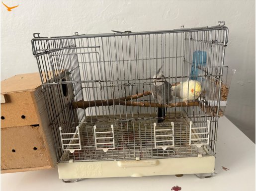 İki adet sultan papağanı (kafesi ile birlikte verilecektir)