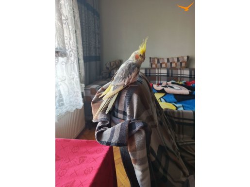 İsmi koko babacık diyo koş koş babacık aşkım ölürüm türkiye