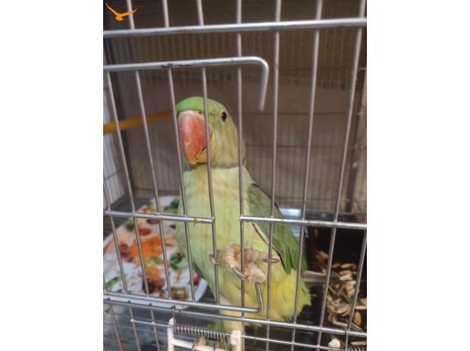 8 aylık Alexander İskender