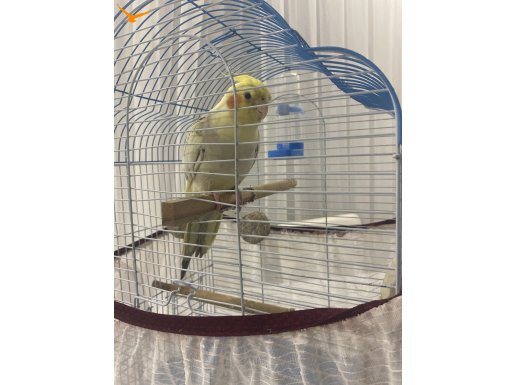 Isırmaz full evcıl ele kola gelir