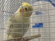 Isırmaz full evcıl ele kola gelir