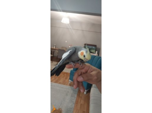 Çift sultan papağanı