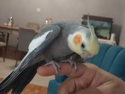 Çift sultan papağanı