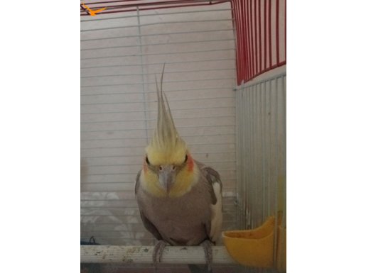 Sultan papağanı 8 aylik 