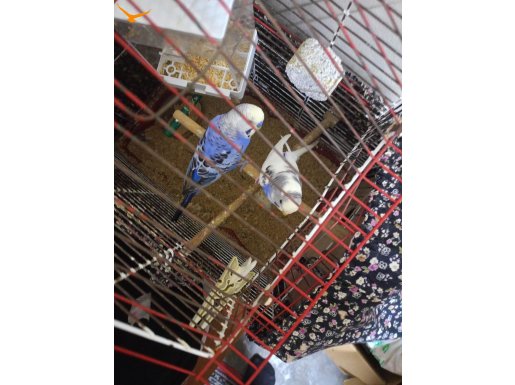 Damızlık Çift (yavru garanti) 