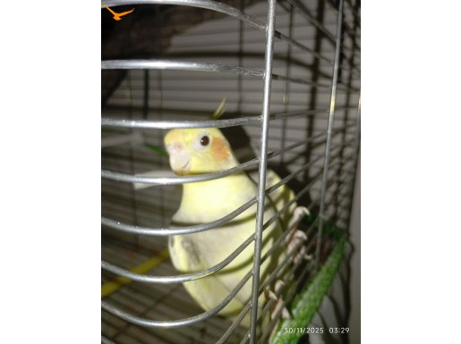 1 yaşında sultan papağanı 