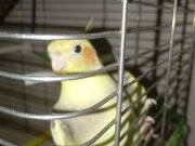 1 yaşında sultan papağanı 