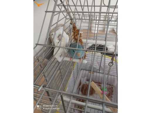 Muhabbet Kuşu sahplendirme