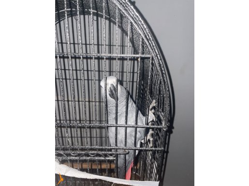 Jako papağanı dişi 