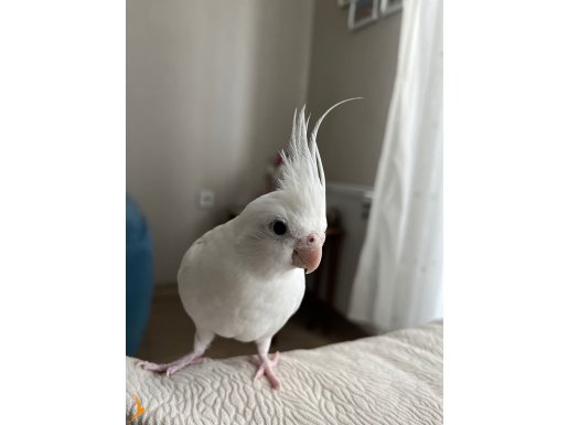 Albino dişi (2 yaşında)