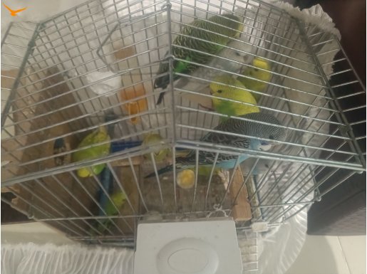 1,5aylik muhabbet kuşları yavruları 