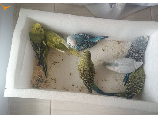 5 Ad. Yavru muhabbet kuşları Ad.fiyati 350 Tldir.