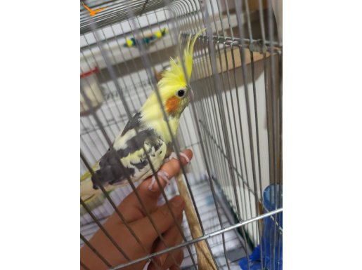 2.5 aylık sultan papağanı yarı evcil