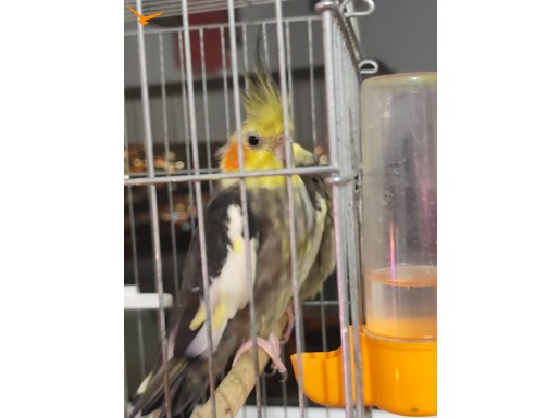 Çift sultan papağanı 