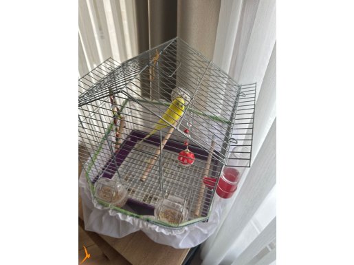 HAREKETLİ GENÇ ERKEK BÜYÜK KAFESLE MALZEMELERLE VERİLECEK