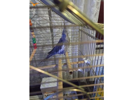 Yavru Gri Sultan Papağanı Sahiplendirilecektir