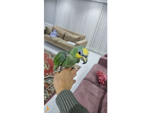 EVCİL AMAZON PAPAĞANI