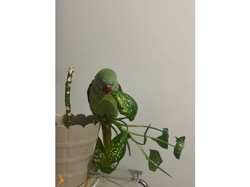 7 aylık alexander papağanı ele alışık ısırma yok