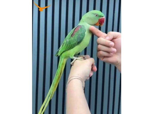 7 aylık alexander ele alışık ısırma yok