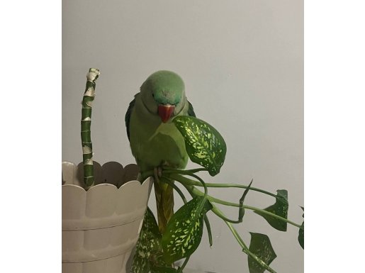 ele alışık alexander ısırması yok evcil cana yakın