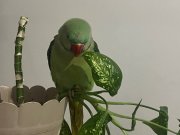 ele alışık alexander ısırması yok evcil cana yakın