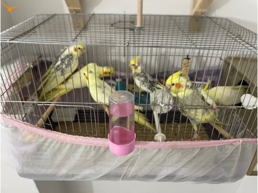 40 45 Günlük 4 Tane Yavru