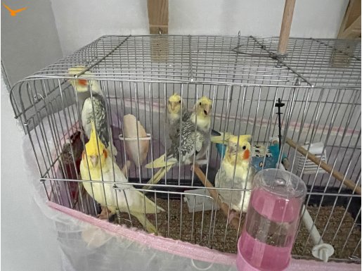 Yavru yapan EŞ yavrularıyla verebilirim.