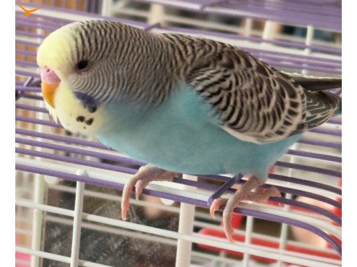 RAINBOW SPANGLE MUHABBET KUŞLARI