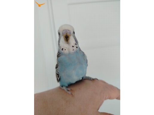 Ele alışık yavrular 