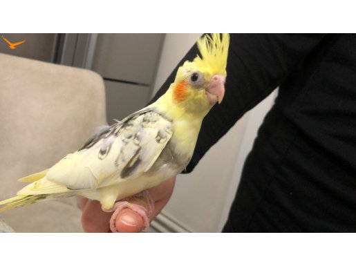 30 GÜNLÜK Yavru SultanlaR