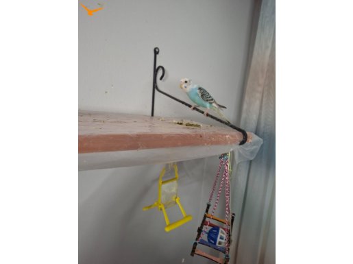  BİR BUÇUK AYLIK MUHABBET KUŞU