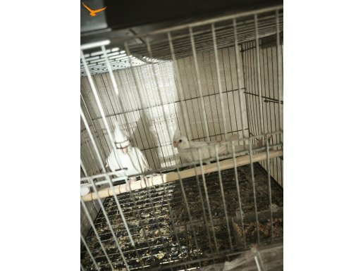 Albino sultan papağanı