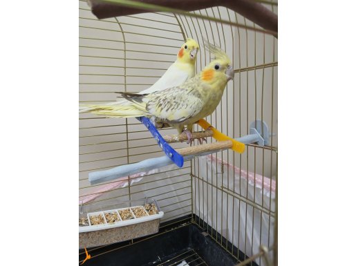 Sultan papagan sevenler icin.kafesiyle cok ucuza satilik