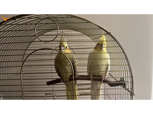 İki adet yavru sultan papağanı 